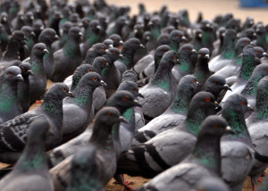 Pigeon Are A Common Pest In Los Angeles for Homeowners and Business Owners