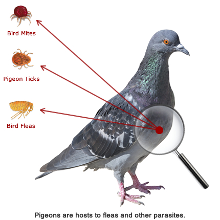 Pigeon Carry Pest