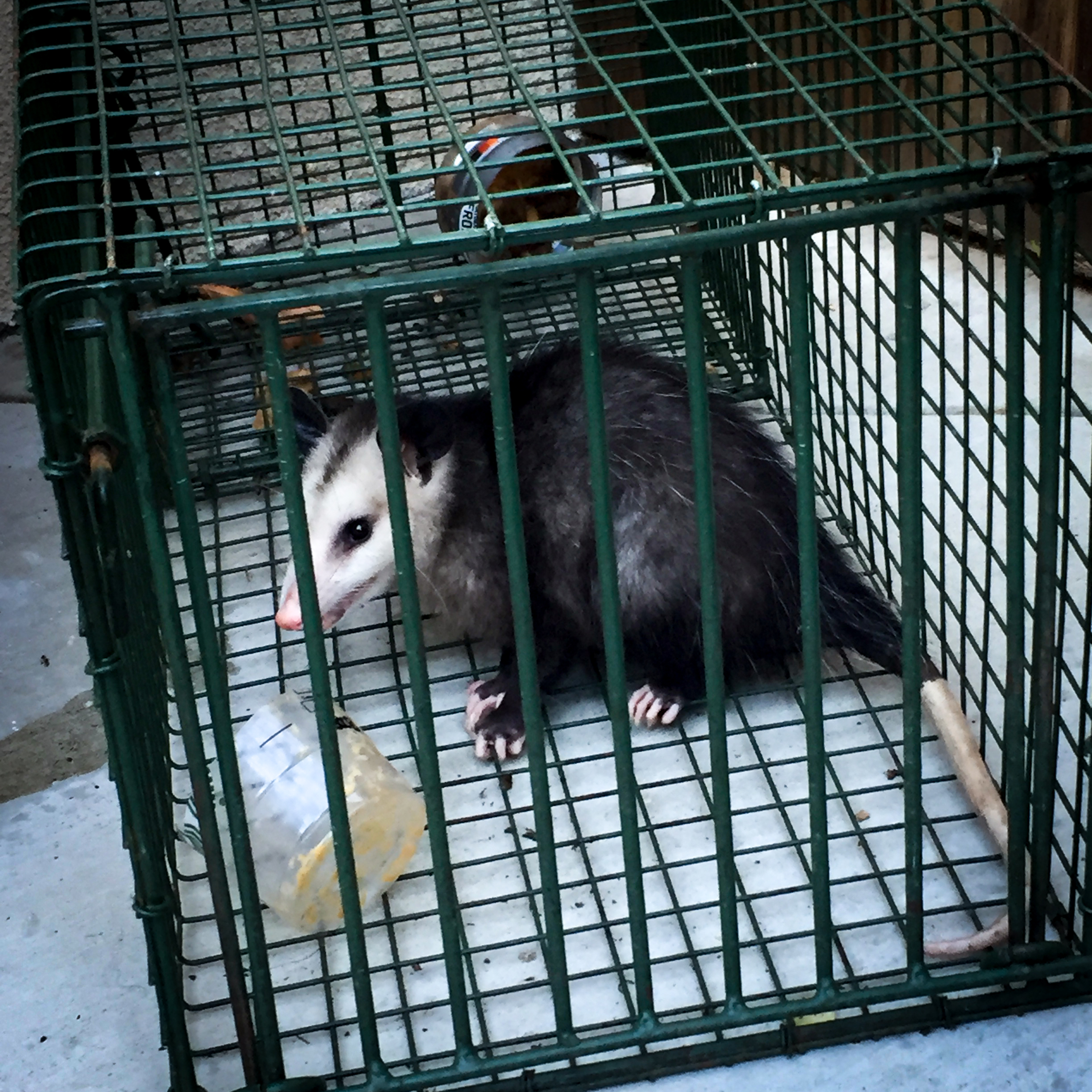 OPOSSUM TRAPPING AND REMOVAL – All Star Animal Trapping
