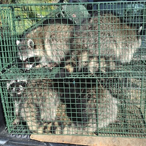 Raccoon Trapping And Removal