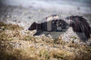 Skunk Removal Los Angeles