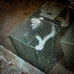 Skunk Removal & Trapping