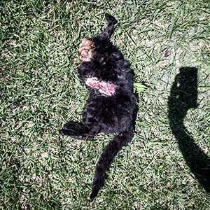 Dead Cat Removal Los Angeles