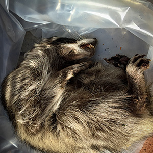 Dead Raccoon Removal