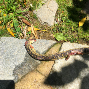Dead Snake Removal Los Angeles
