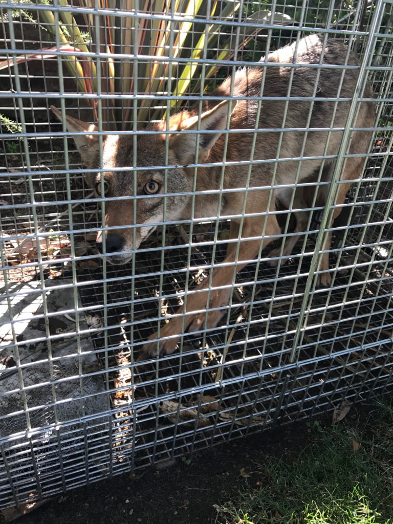 Coyote Removal Los Angeles - Wildlife Animal Control Los Angeles