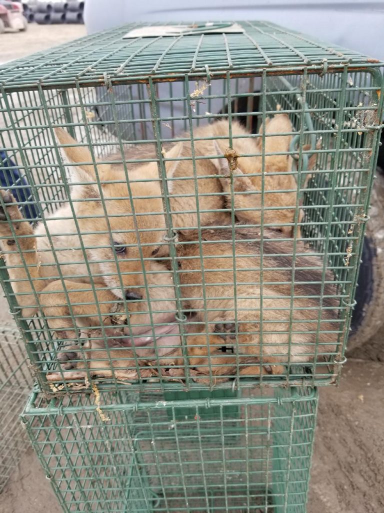 Coyote Trapping Services Los Angeles - Wildlife Animal Control Los Angeles