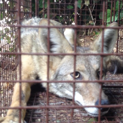 Coyote trapping Los Angles - Wildlife Animal Control Los Angeles