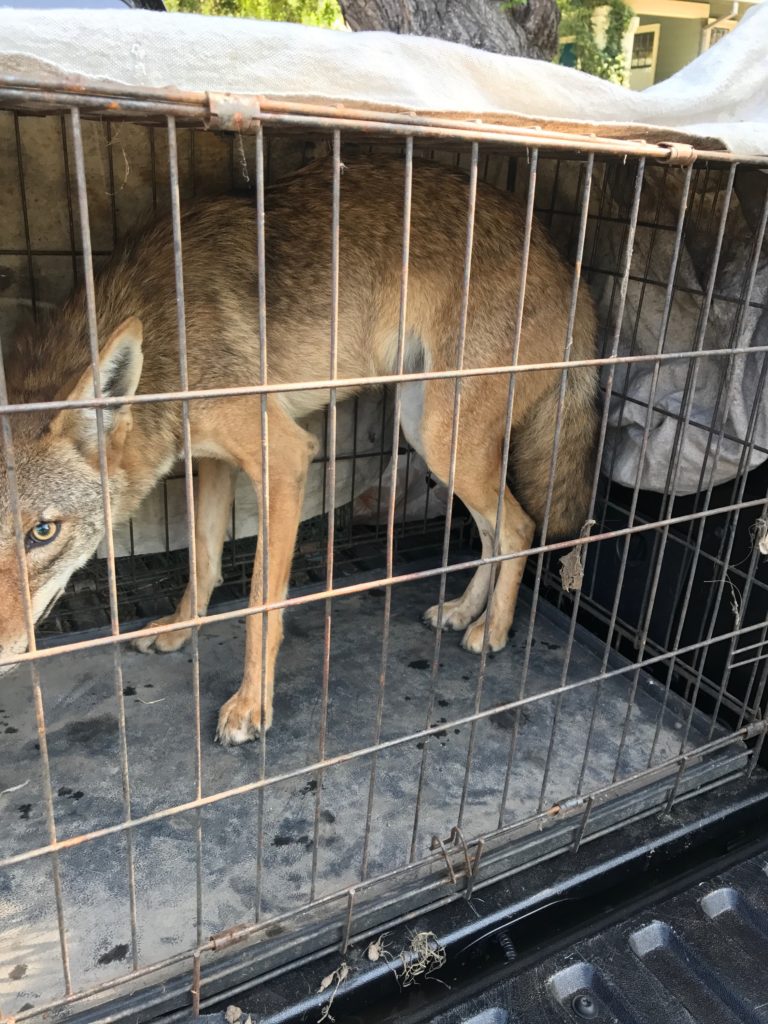 Los Angeles Coyote Removal - Wildlife Animal Control Los Angeles