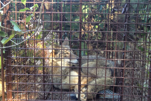 Los Angeles Coyote Removal - Wildlife Animal Control Los Angeles